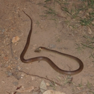 Pseudonaja textilis at Belconnen, ACT - 24 Feb 2014 07:55 PM