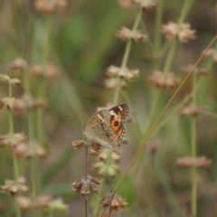 Junonia villida (Meadow Argus) at Forrest, ACT - 12 Jan 2018 by Tammy