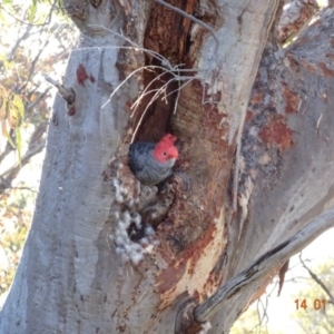 Callocephalon fimbriatum at Deakin, ACT - 14 Jan 2018