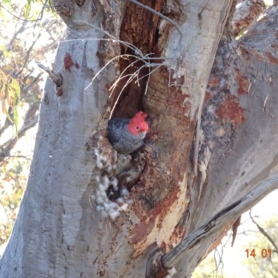 Callocephalon fimbriatum (Gang-gang Cockatoo) at GG40 - 14 Jan 2018 by jennyt