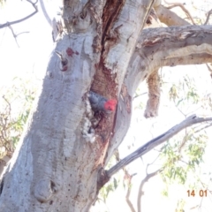 Callocephalon fimbriatum at Deakin, ACT - 14 Jan 2018