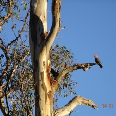 Callocephalon fimbriatum (Gang-gang Cockatoo) at GG102 - 14 Jan 2018 by jennyt