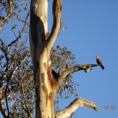 Callocephalon fimbriatum (Gang-gang Cockatoo) at Hughes Grassy Woodland - 14 Jan 2018 by jennyt