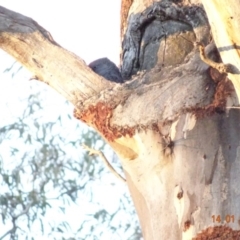 Callocephalon fimbriatum at Hughes, ACT - suppressed