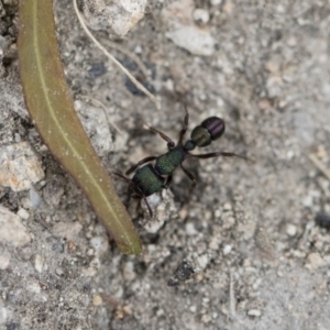 Rhytidoponera metallica at Michelago, NSW - 26 Dec 2017 06:22 PM