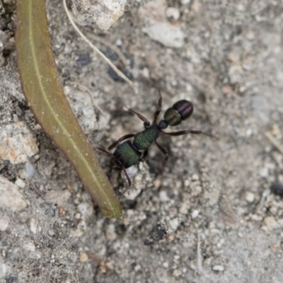 Rhytidoponera metallica (Greenhead ant) at Michelago, NSW - 26 Dec 2017 by Illilanga