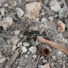 Rhytidoponera metallica at Michelago, NSW - 26 Dec 2017 06:22 PM