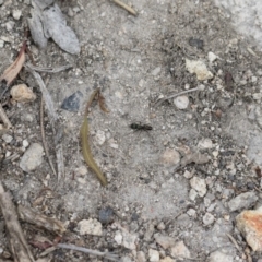 Rhytidoponera metallica at Michelago, NSW - 26 Dec 2017 06:22 PM