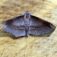 Oenochroma vetustaria (Ribbed Wine Moth) at O'Connor, ACT - 4 Jan 2018 by ibaird