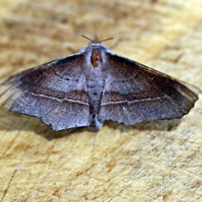 Oenochroma vetustaria (Ribbed Vine Moth) at O'Connor, ACT - 5 Jan 2018 by ibaird