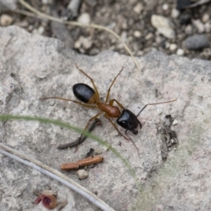 Camponotus consobrinus at Michelago, NSW - 26 Dec 2017 06:22 PM