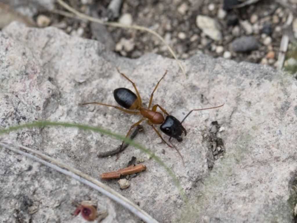 Camponotus consobrinus at Michelago, NSW - 26 Dec 2017