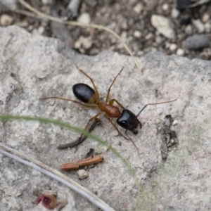 Camponotus consobrinus at Michelago, NSW - 26 Dec 2017