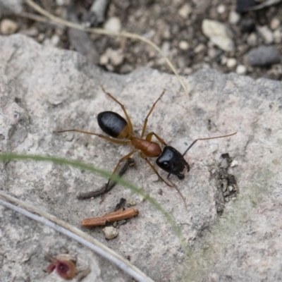 Camponotus consobrinus (Banded sugar ant) at Michelago, NSW - 26 Dec 2017 by Illilanga