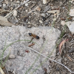 Camponotus consobrinus at Michelago, NSW - 26 Dec 2017 06:22 PM