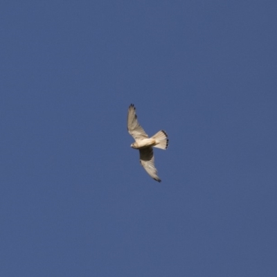 Falco cenchroides (Nankeen Kestrel) at Illilanga & Baroona - 23 Dec 2017 by Illilanga