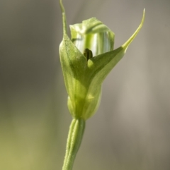 Pterostylis aneba at Tennent, ACT - suppressed