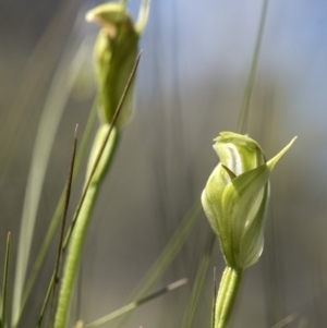 Pterostylis aneba at Tennent, ACT - suppressed