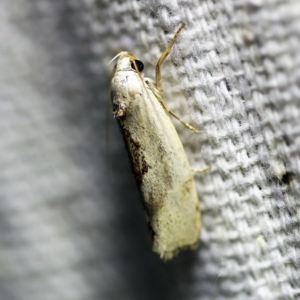 Tymbophora peltastis at O'Connor, ACT - 5 Jan 2018