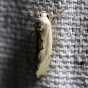 Tymbophora peltastis at O'Connor, ACT - 5 Jan 2018