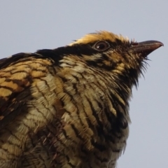 Eudynamys orientalis (Pacific Koel) at Deakin, ACT - 12 Jan 2018 by roymcd