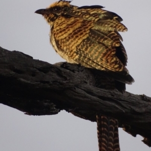 Eudynamys orientalis at Deakin, ACT - 12 Jan 2018 07:28 PM