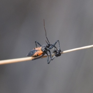 Reduviidae (family) at Michelago, NSW - 15 Nov 2017