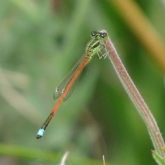 Ischnura aurora (Aurora Bluetail) at Hume, ACT - 12 Jan 2018 by roymcd