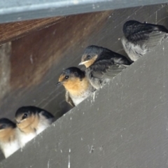 Hirundo neoxena at Tharwa, ACT - 10 Jan 2018