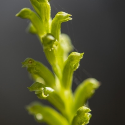 Microtis sp. aff. unifolia (Alpine onion orchid) at Tennent, ACT - 14 Jan 2018 by GlenRyan