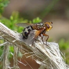 Microtropesa sp. (genus) (Tachinid fly) at Paddys River, ACT - 10 Jan 2018 by roymcd