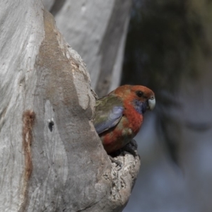 Platycercus elegans at Michelago, NSW - 17 Dec 2017