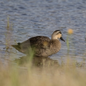 Anas superciliosa at Michelago, NSW - 19 Dec 2017