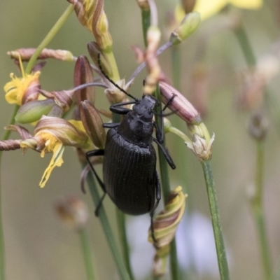 Homotrysis sp. (genus) (Darkling beetle) at Michelago, NSW - 26 Dec 2017 by Illilanga