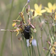 Homotrysis sp. (genus) at Michelago, NSW - 26 Dec 2017