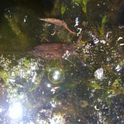 Laccotrephes tristis (Water Scorpion or Toe-biter) at Michelago, NSW - 17 Jan 2012 by Illilanga