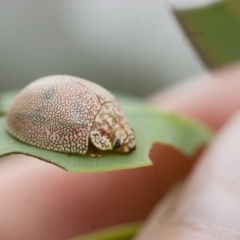 Paropsis atomaria (Eucalyptus leaf beetle) at Michelago, NSW - 28 Nov 2011 by Illilanga