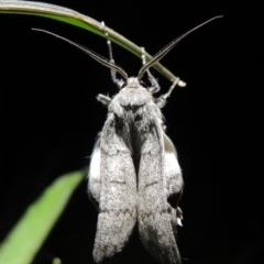 Crypsiphona ocultaria (Red-lined Looper Moth) at Conder, ACT - 21 Nov 2017 by MichaelBedingfield