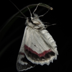 Crypsiphona ocultaria at Conder, ACT - 21 Nov 2017