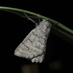 Crypsiphona ocultaria at Conder, ACT - 21 Nov 2017