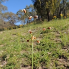 Fimbristylis dichotoma (A Sedge) at Rob Roy Range - 30 Dec 2017 by MichaelBedingfield