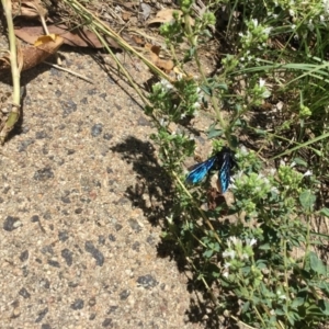 Austroscolia soror at Aranda, ACT - 15 Jan 2018 02:12 PM