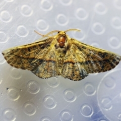 Antictenia punctunculus (A geometer moth) at O'Connor, ACT - 4 Jan 2018 by ibaird