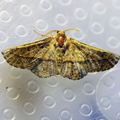 Antictenia punctunculus (A geometer moth) at O'Connor, ACT - 4 Jan 2018 by ibaird