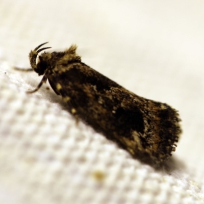 Barea consignatella (A concealer moth) at O'Connor, ACT - 4 Jan 2018 by ibaird