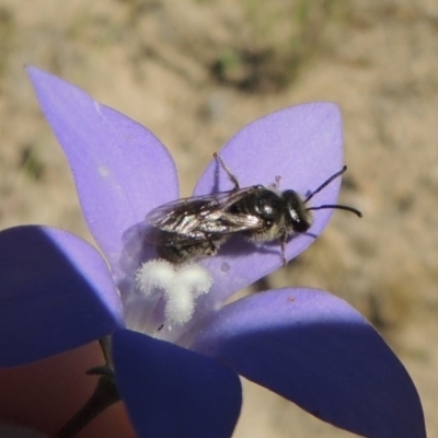 Lasioglossum (Chilalictus) sp. (genus & subgenus) (Halictid bee) at Conder, ACT - 30 Dec 2017 by michaelb