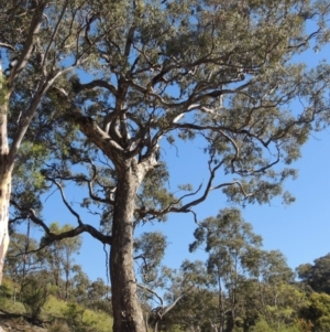 Eucalyptus polyanthemos at Rob Roy Range - 30 Dec 2017 06:16 PM