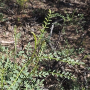 Indigofera adesmiifolia at Conder, ACT - 30 Dec 2017