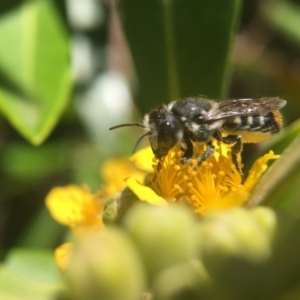 Megachile ferox at Yarralumla, ACT - 4 Jan 2018