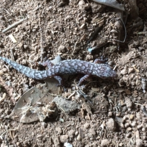 Christinus marmoratus at Symonston, ACT - 13 Jan 2018 12:43 PM